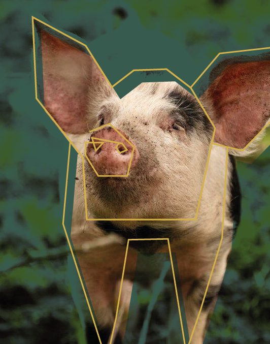 Photo cochon avec traitement graphique - Argi Services