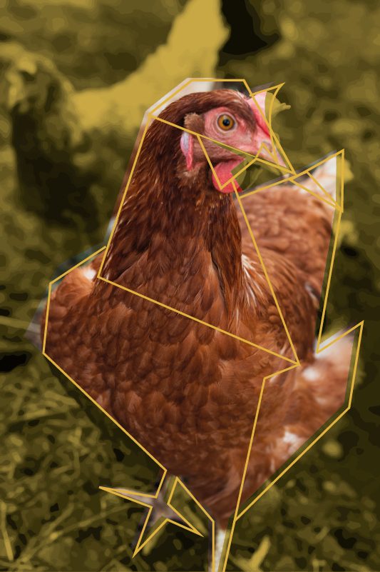 Photo poule avec traitement graphique - Argi Services